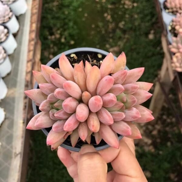 052. Pachyphytum ‘Red Dragonfly’