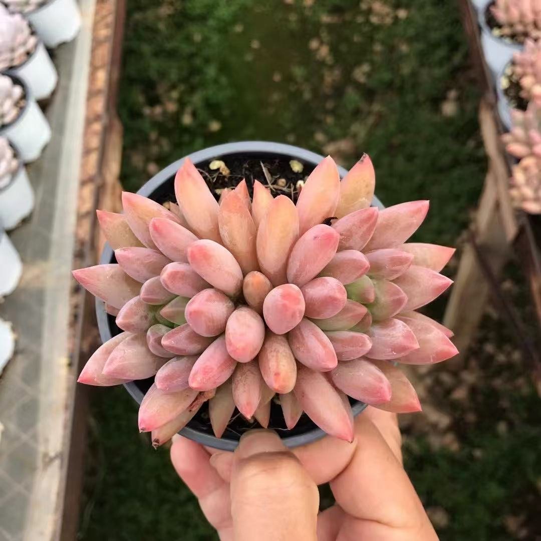 Pachyphytum 'Red Dragonfly'