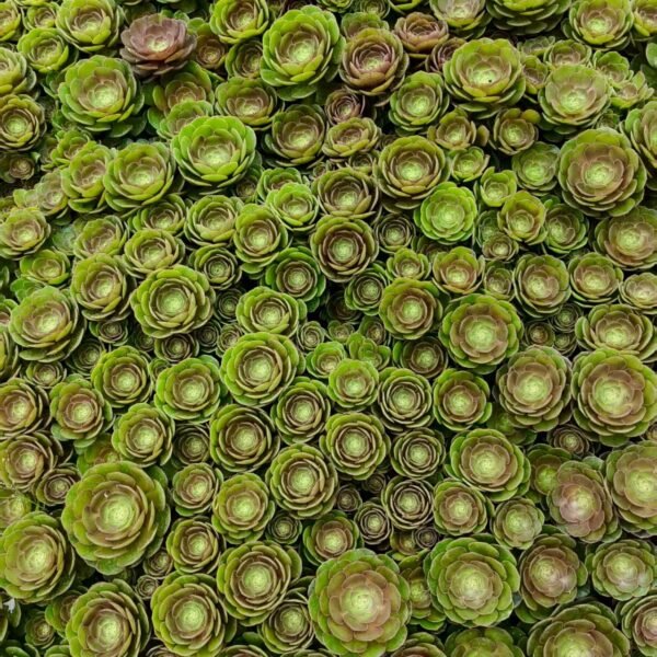 107. Aeonium ‘Halloween’