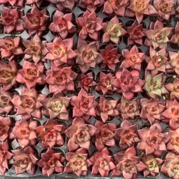 111. Echeveria agavoides ‘Romeo Rubin’