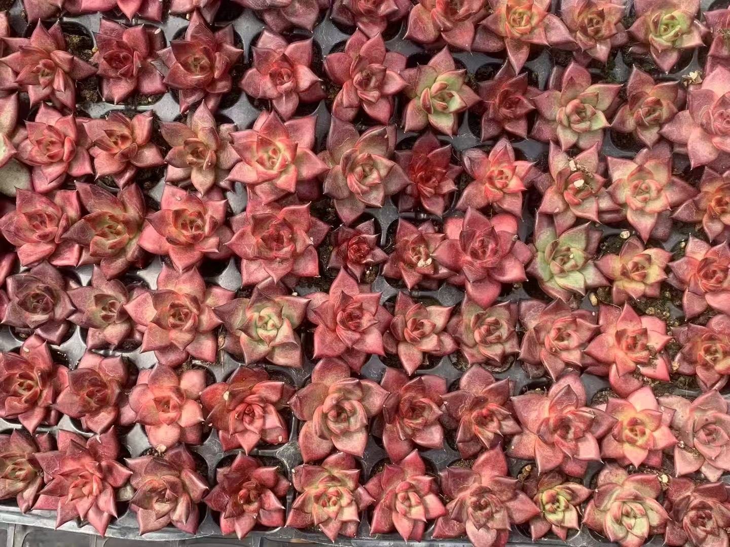 Echeveria agavoides 'Romeo Rubin'