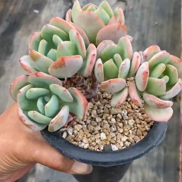 083. Echeveria ‘White Moonlight’