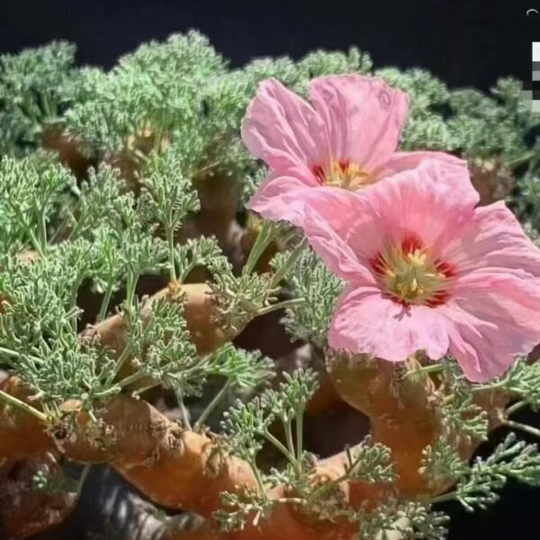 009. Sarcocaulonpeniculatum