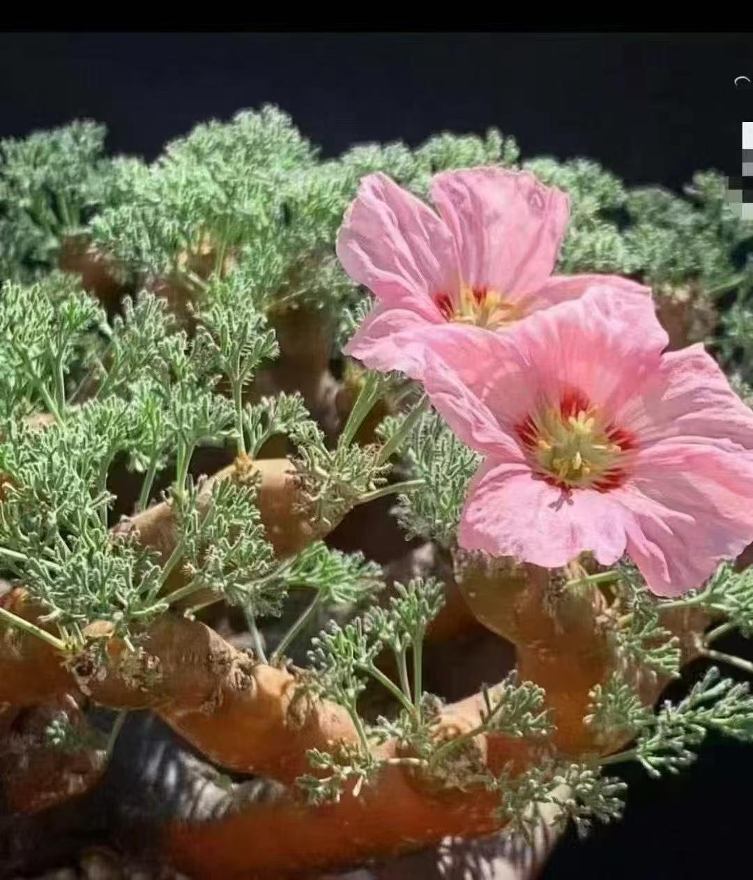 Sarcocaulon peniculatum