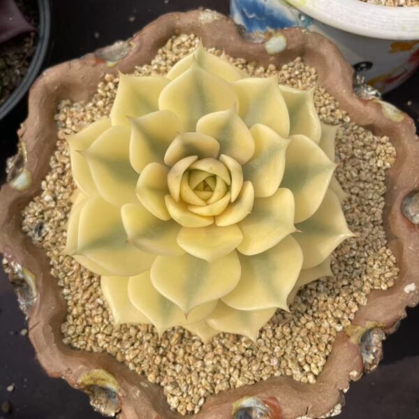 Echeveria ‘Baikal Lake Variegata’