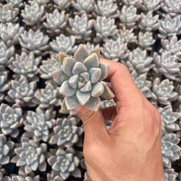 001. Graptopetalum paraguayense ‘Awayuki’