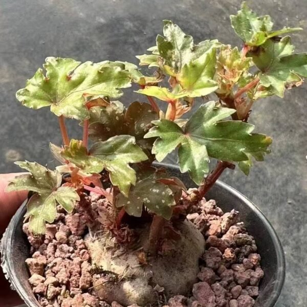 001. Begonia dregei