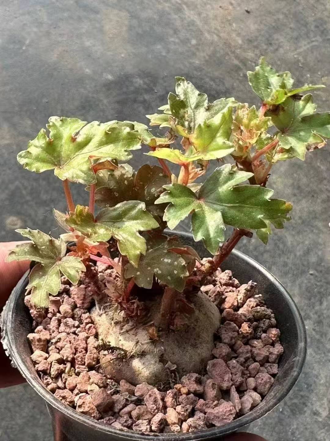 Begonia dregei