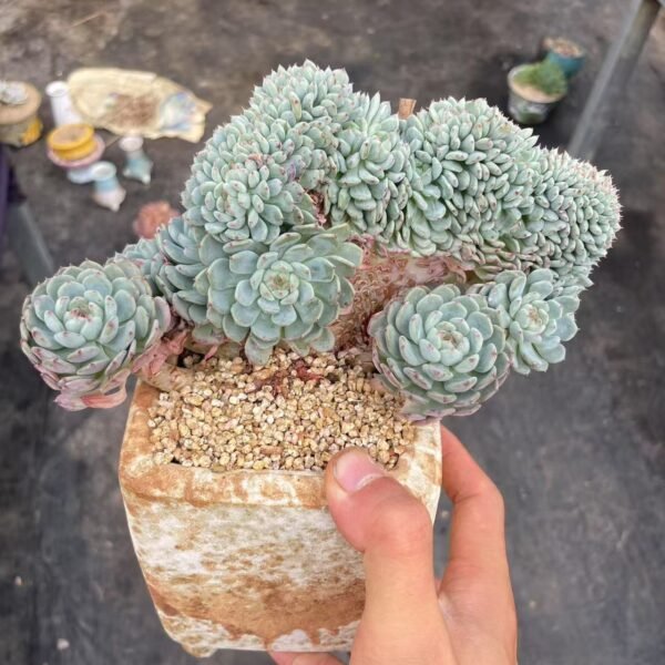 Echeveria ‘White Fat’