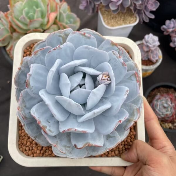 Echeveria laui Moran et J. Meyrán