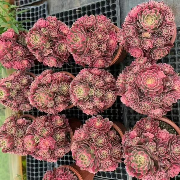 006. Aeonium “Pink Witch”