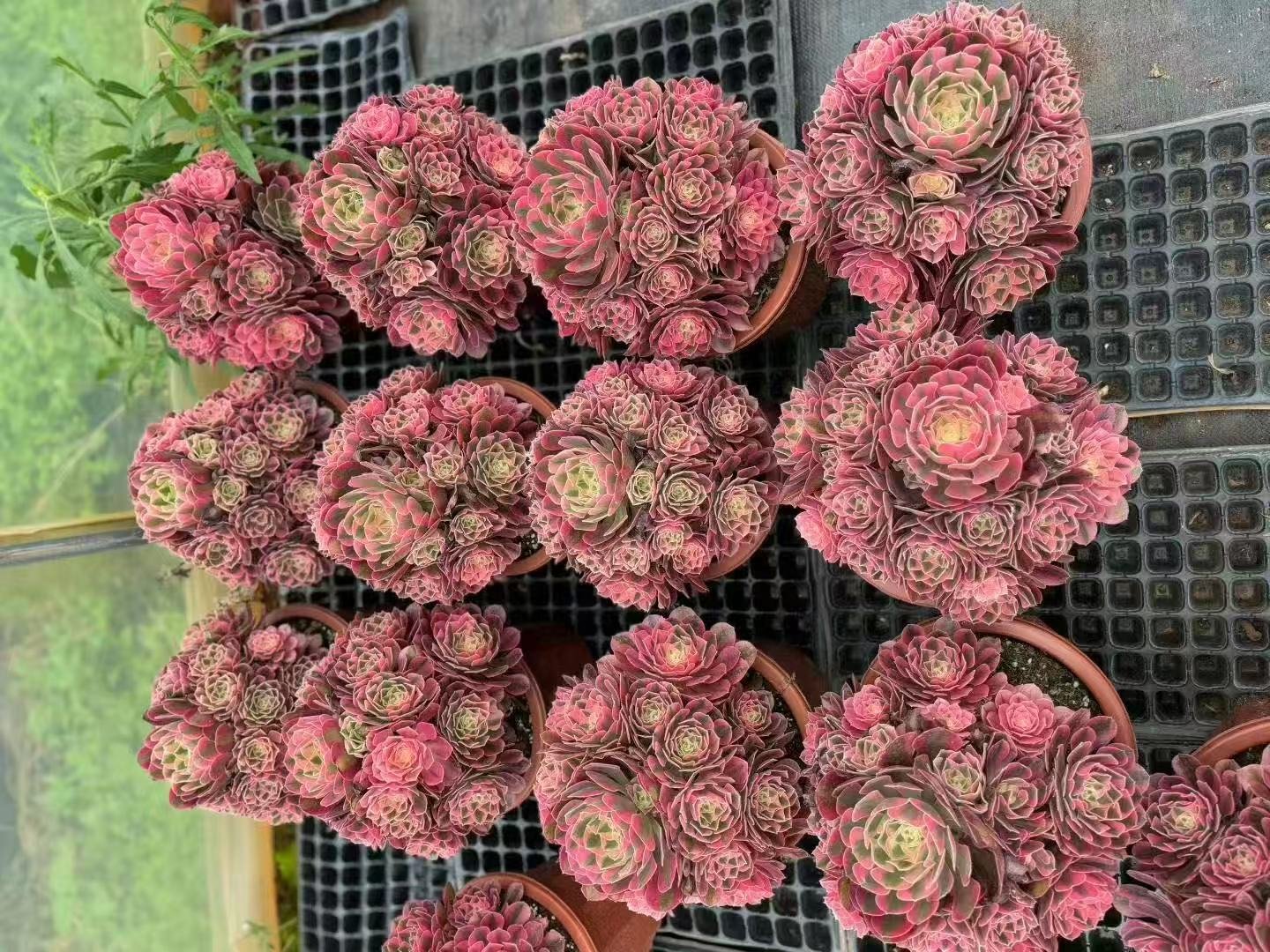 Aeonium "Pink Witch"
