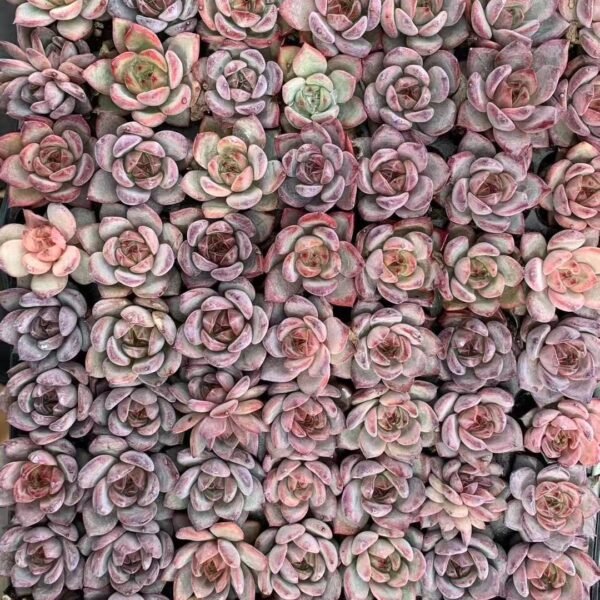 188. Echeveria ‘Sensation’