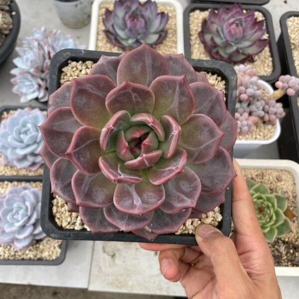 063. Echeveria ‘Champagne’