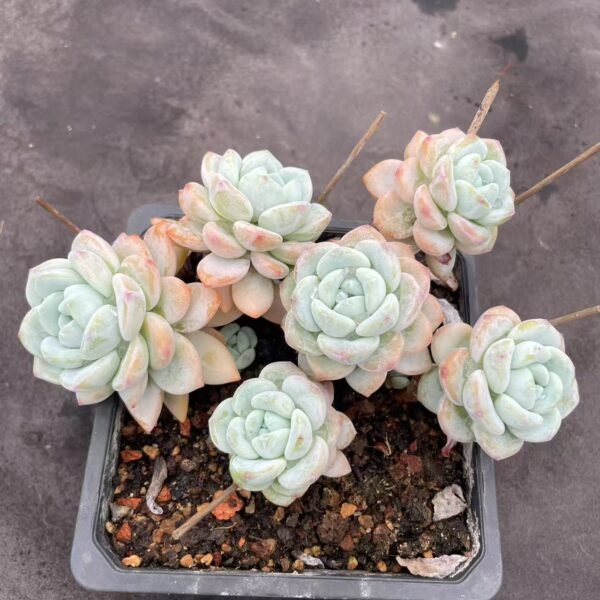 xSedeveria ‘Maxwell’