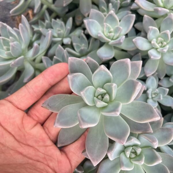 198. Graptopetalum ‘Victor Kane’