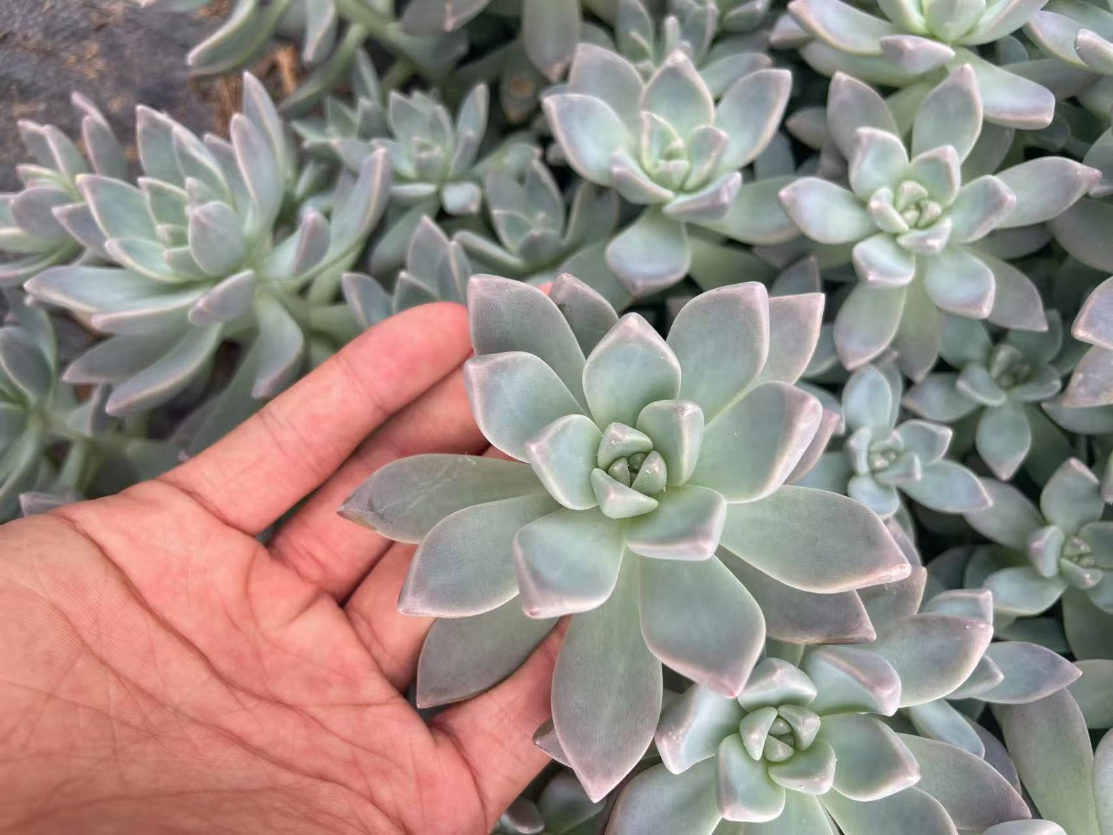 Graptopetalum \'Victor Kane\'