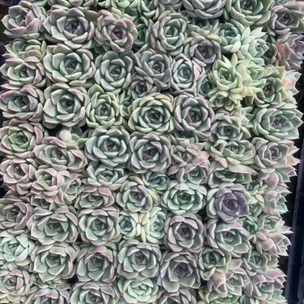 053. Graptoveria ‘Moonglow’