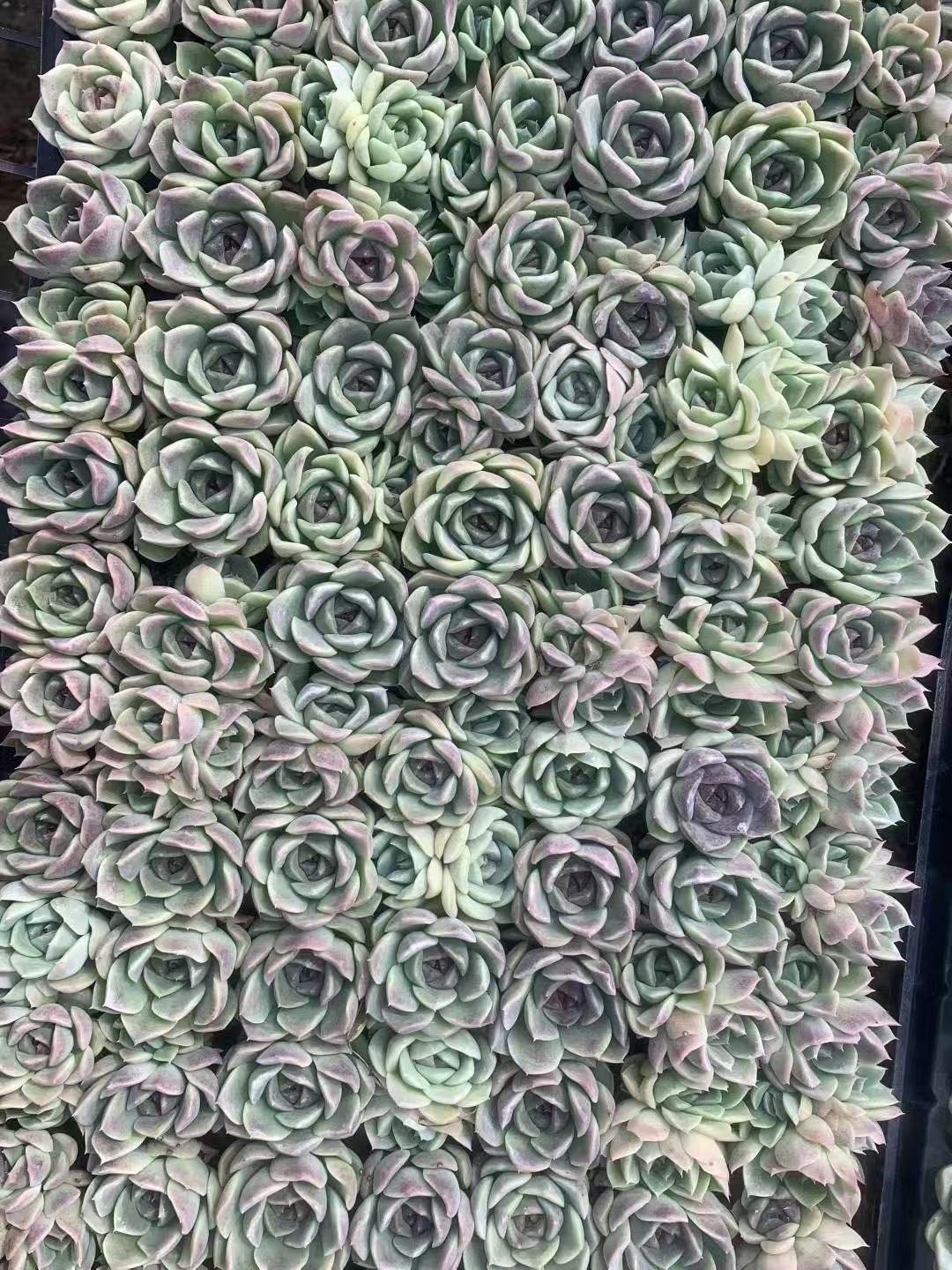 Graptoveria 'Moonglow'