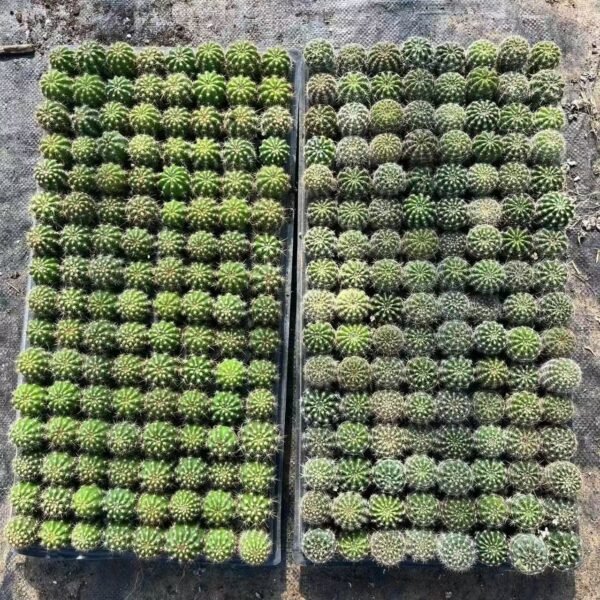 206. Echinopsis subdenudata