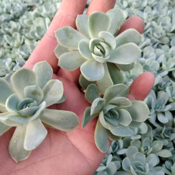 168. Echeveria ‘Cream berry’