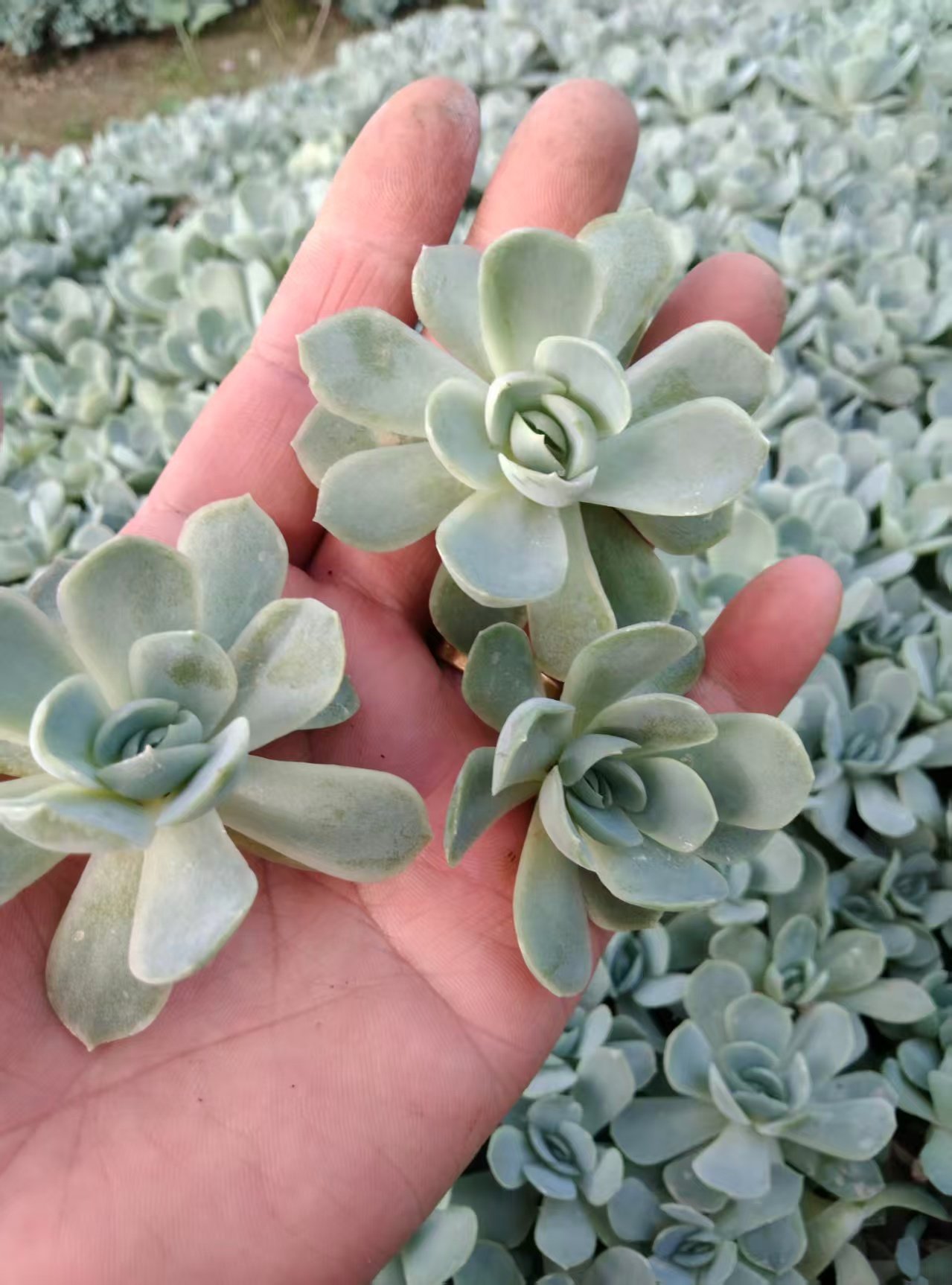 Echeveria 'Cream berry'