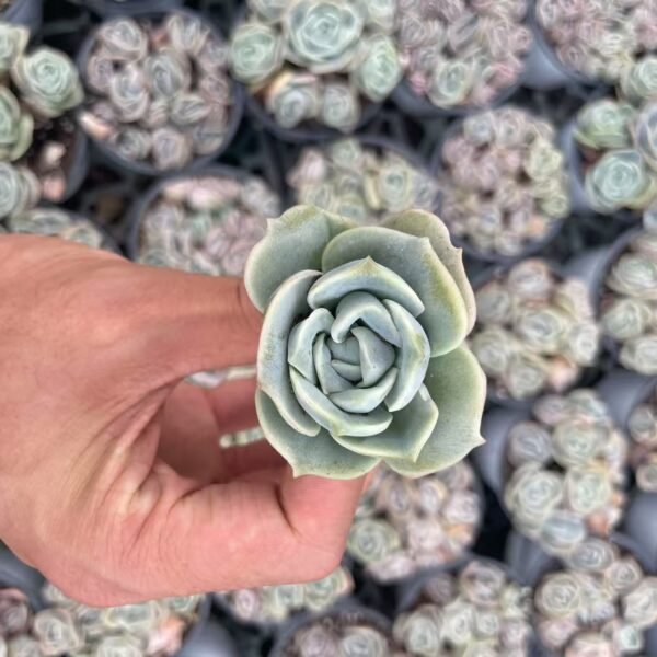 130. Echeveria ‘Lovely Rose’