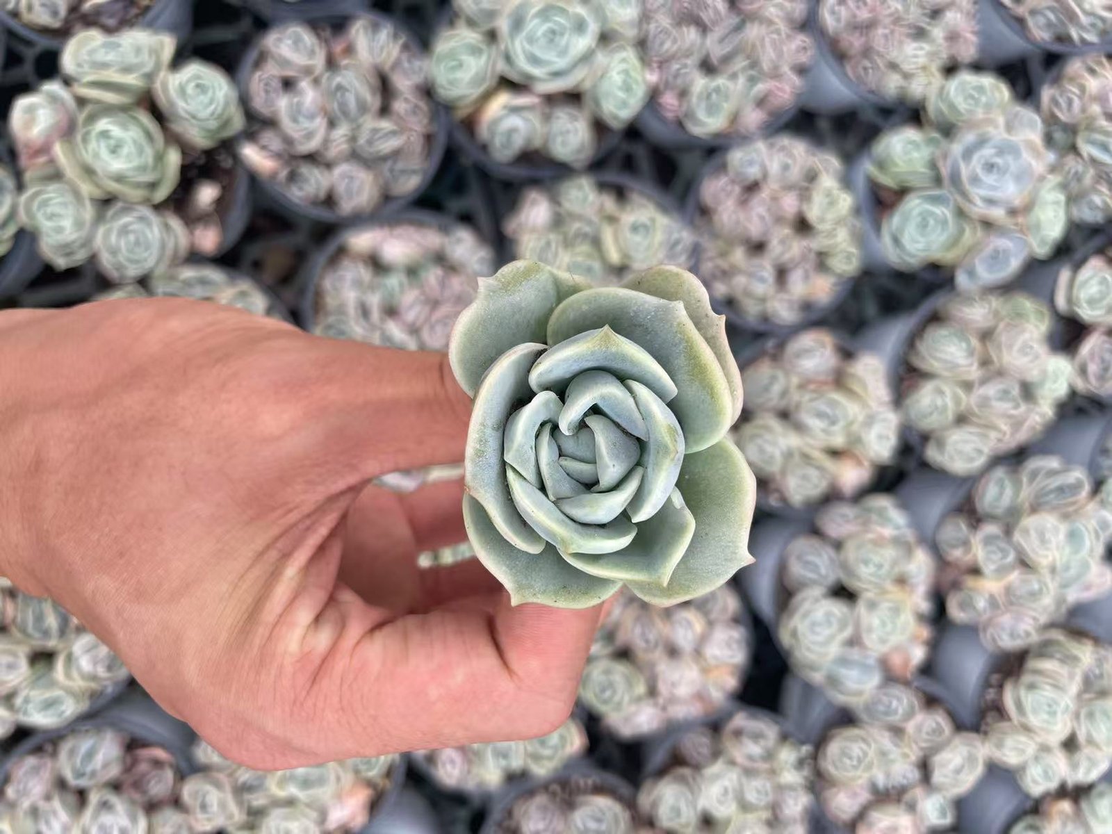 Echeveria 'Lovely Rose'
