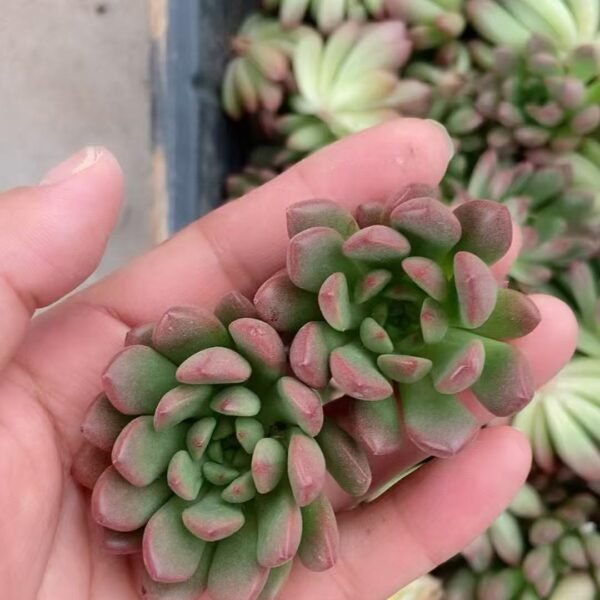 179. Sedeveria ‘Pink Ruby’
