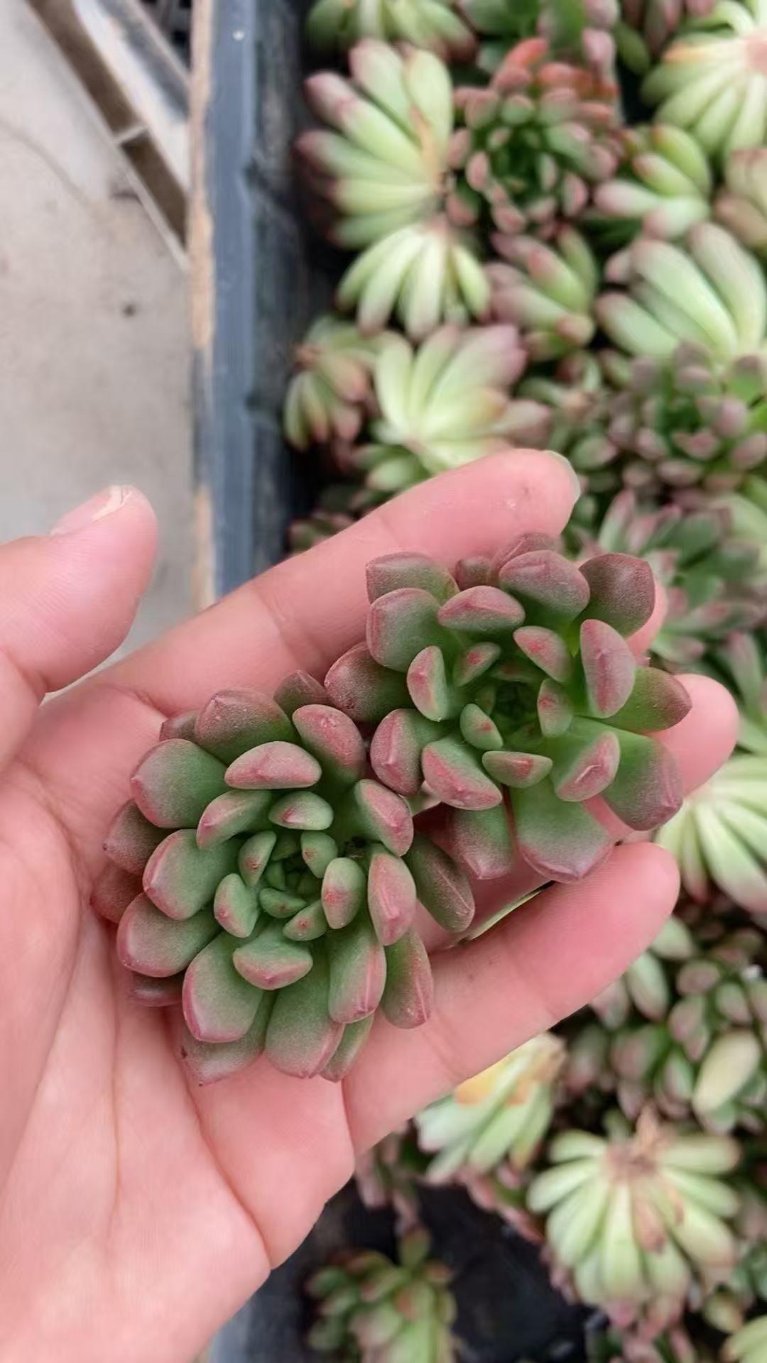 ddf7cef9b87513efb78ee5beb68e2e5