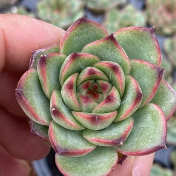 139. Echeveria ‘Moon Stone’