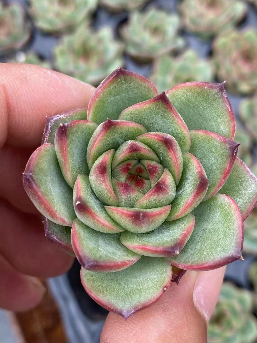 Echeveria 'Moon Stone'