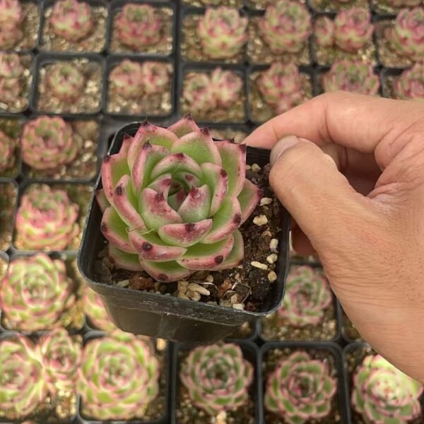 187. Echeveria Agavoides ‘Blue Dragon’