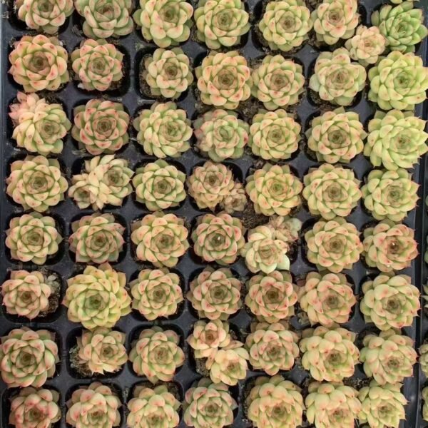 031. Kalanchoe tomentosa ‘Tyoumou’