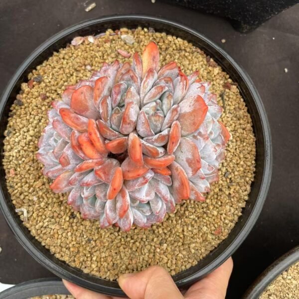 Echeveria ‘Monroe’