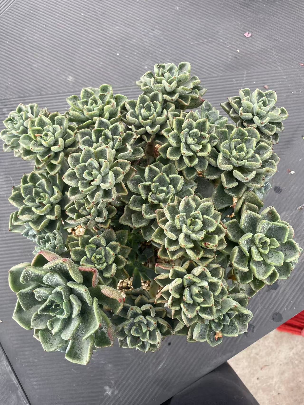 Echeveria 'Jian Snowa'