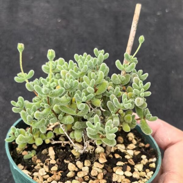 049. Echeveria ‘Ice Crystal’