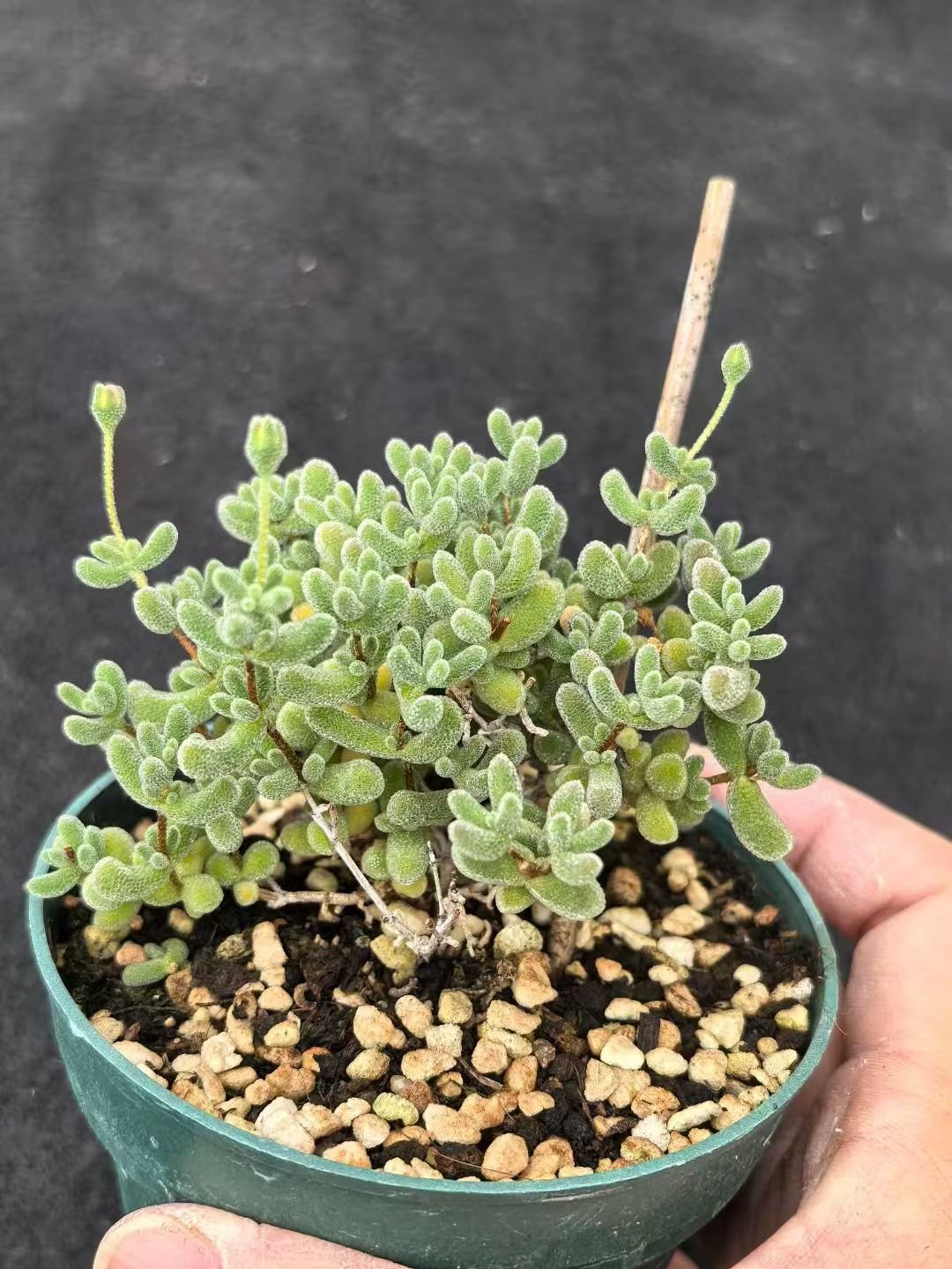 Echeveria 'Ice Crystal'