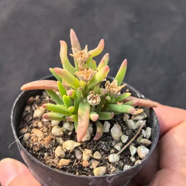 001. Echeveria ‘Ice Flower’