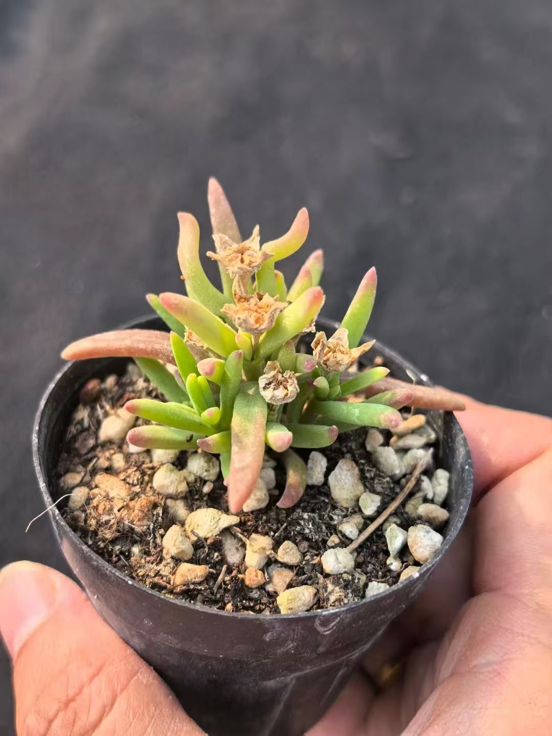 Echeveria 'Ice Flower'