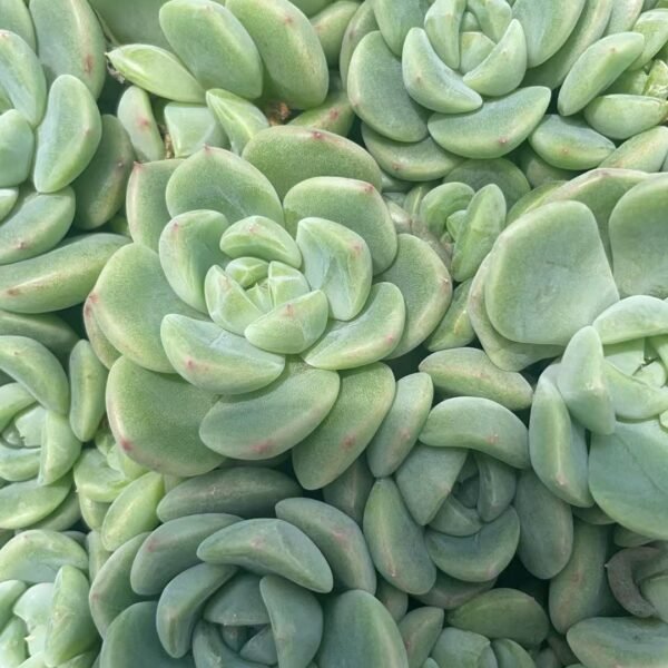 180. Echeveria ‘Ice green’