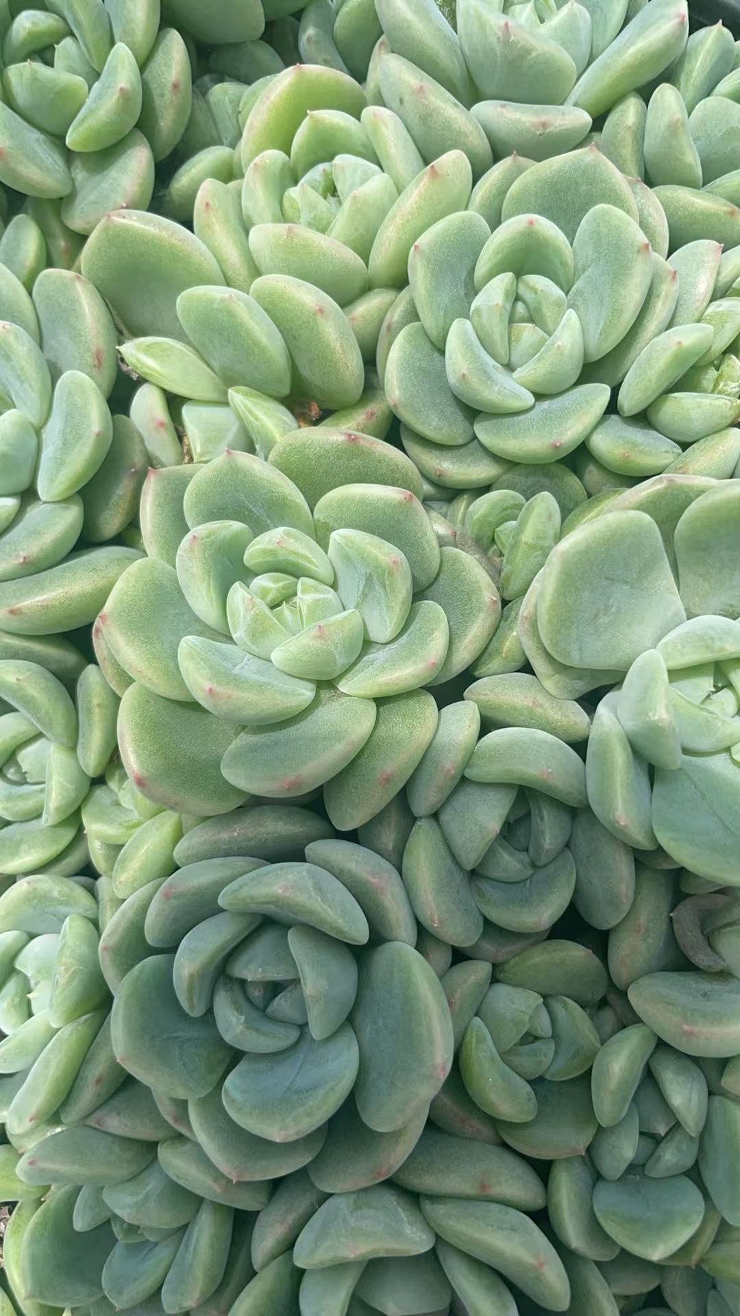 Echeveria 'Ice green'