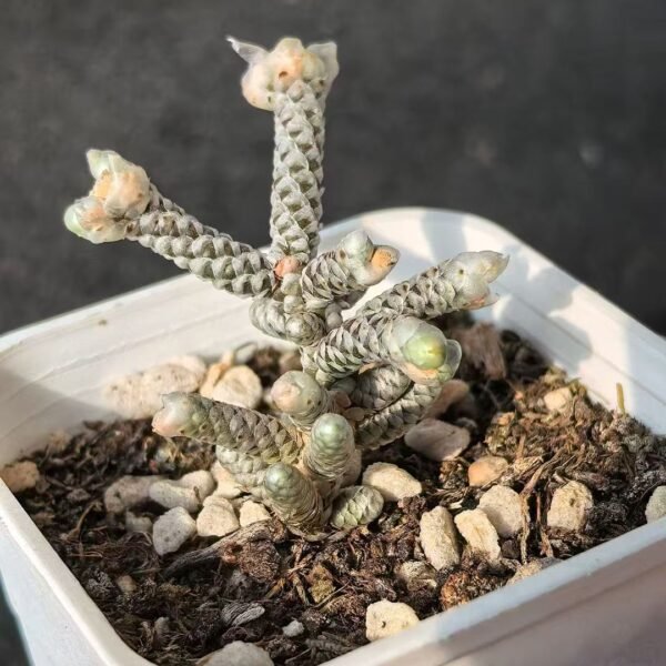 018. Avonia papyrace