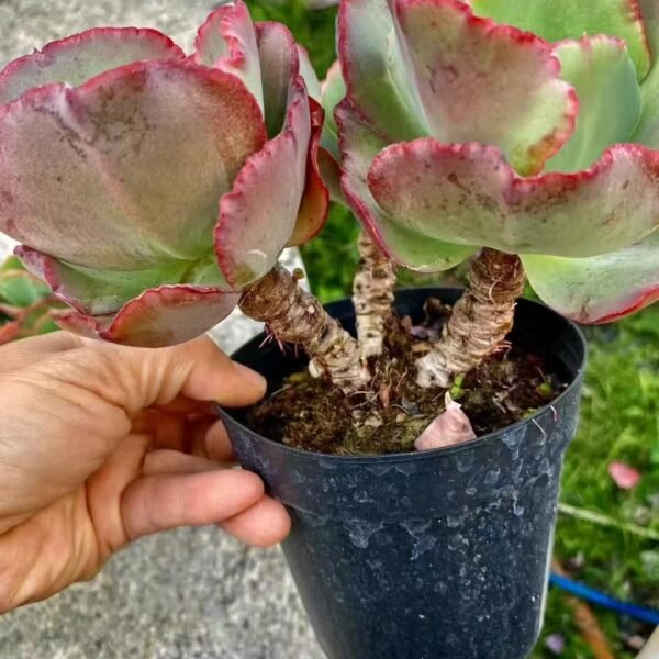 040. Echeveria ‘Meridian’