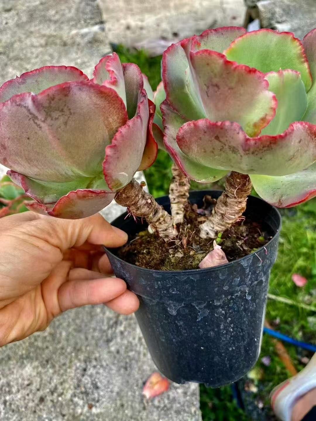 Echeveria 'Meridian'