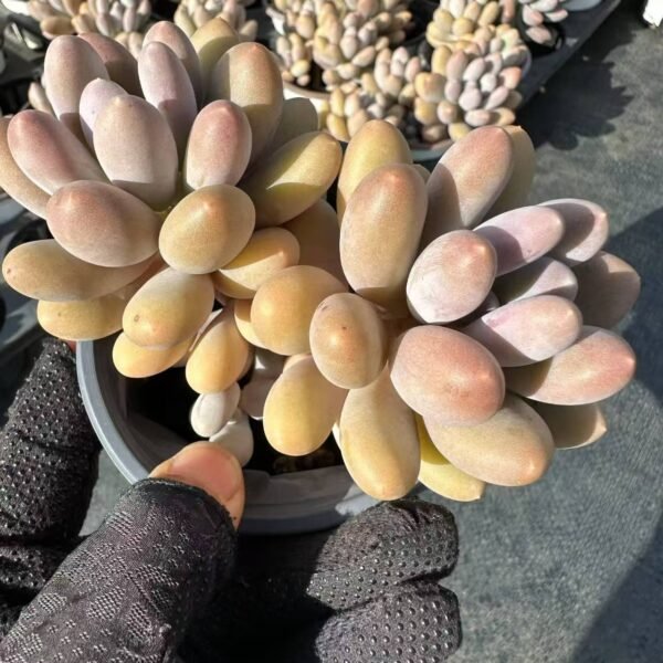 093. Pachyphytum oviferum