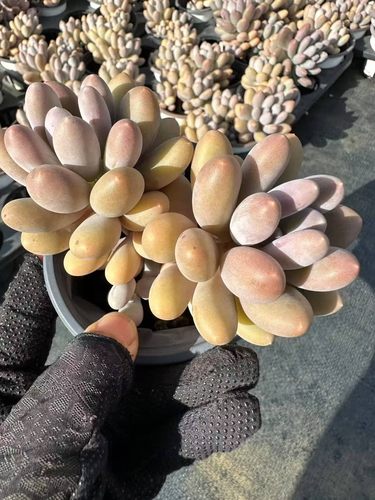 Pachyphytum oviferum