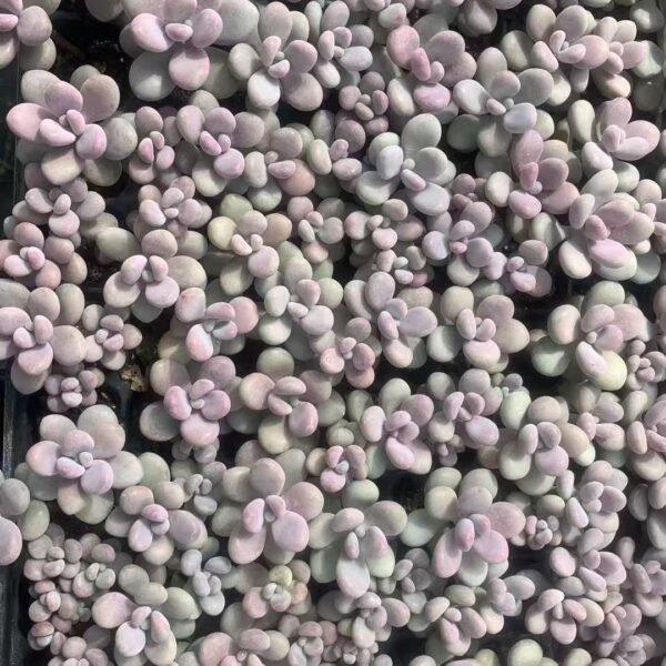 108. Graptopetalum amethystinum