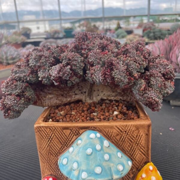 072. Echeveria ‘Pinwheel’