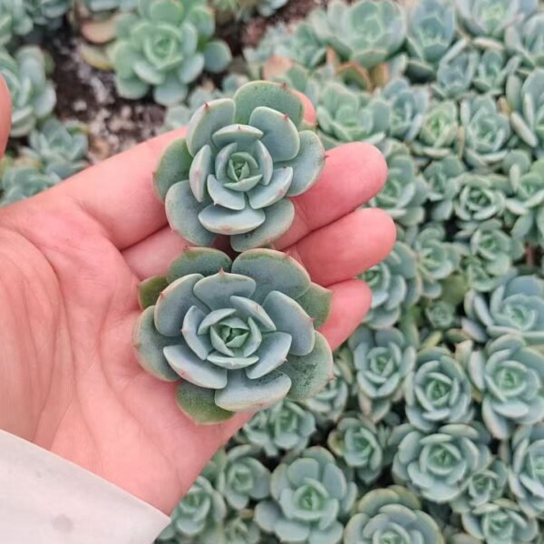036. Echeveria ‘Deresina’